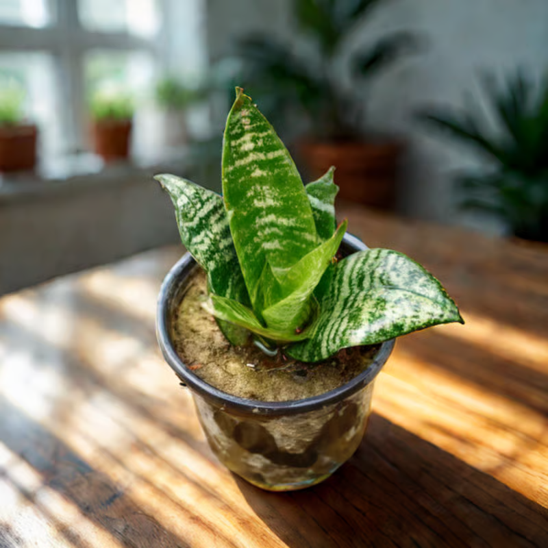 Snake Dwarf Green in 6 Inch White Super Nursery Pot